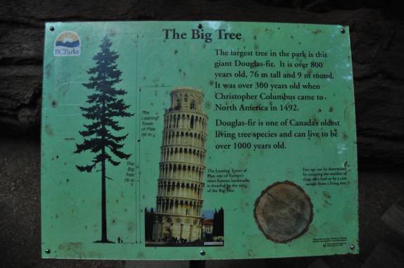 Placa comparativa da maior e mais antiga das Douglas Fir com a Torre de Pisa, na Cathedral Grove, na estrada para Tofino, em Vancouver Island, na British Columbia, no Canadá